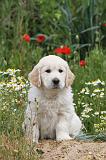 GOLDEN RETRIEVER 279
